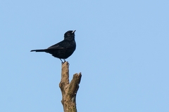Knipolegus nigerrimus