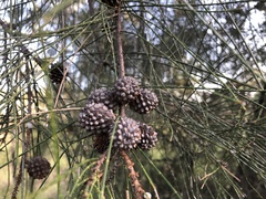 Casuarina cristata