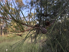 Casuarina cristata