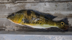Cichla