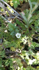 Nemophila pedunculata