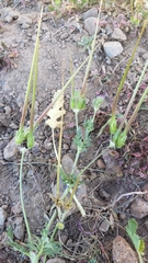 Erodium brachycarpum