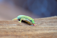 Phelsuma dubia