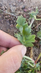 Erodium brachycarpum