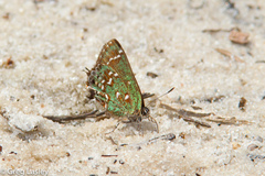 Callophrys hesseli