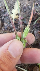 Erodium brachycarpum