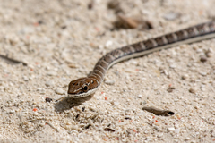 Psammophis orientalis