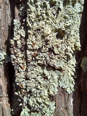Pseudoparmelia