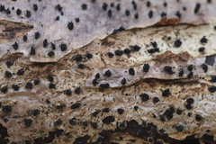 Peroneutypa scoparia