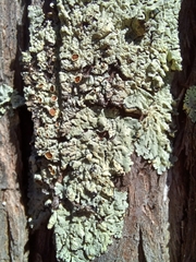 Pseudoparmelia