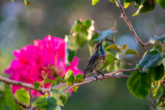 Cinnyris bifasciatus microrhynchus