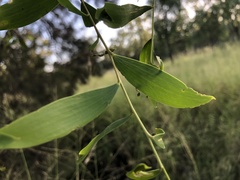 Acacia excelsa