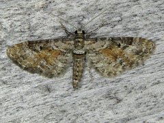 Eupithecia anticaria