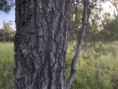 Acacia excelsa