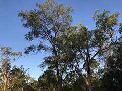 Acacia excelsa