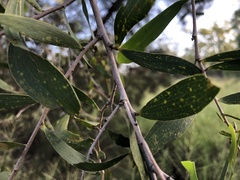 Acacia excelsa