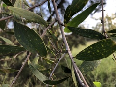 Acacia excelsa
