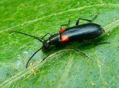 Grammoptera militaris