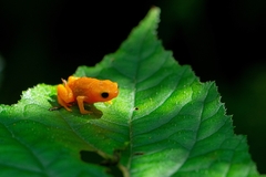 Brachycephalus ephippium