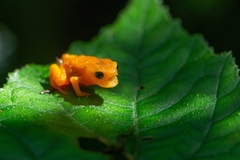 Brachycephalus ephippium