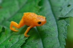 Brachycephalus ephippium