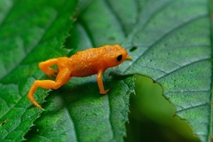 Brachycephalus ephippium