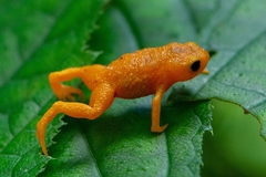 Brachycephalus ephippium