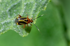 Horciasinus wallengreni