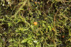 Lamprospora wrightii