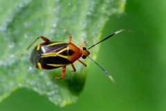 Horciasinus wallengreni