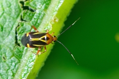 Horciasinus wallengreni