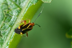 Horciasinus wallengreni