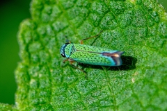 Versigonalia vermiculata