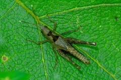 Silvitettix territus