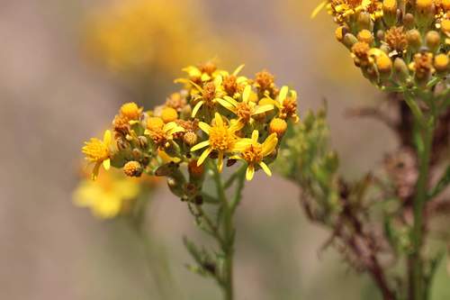 Senecio eruciformis