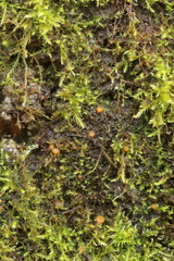 Lamprospora wrightii