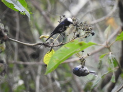 Conirostrum albifrons