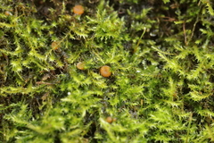 Lamprospora wrightii
