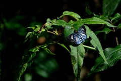 Pythonides lancea