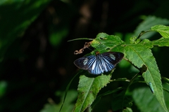 Pythonides lancea