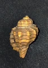 Monoplex lignarius