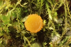 Lamprospora wrightii