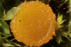 Lamprospora wrightii