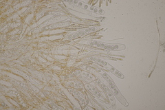 Lamprospora wrightii