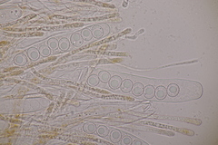 Lamprospora wrightii