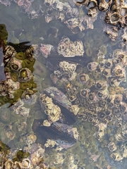 Strongylocentrotus purpuratus