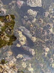 Strongylocentrotus purpuratus