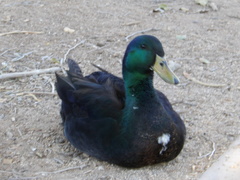 Anas platyrhynchos domesticus