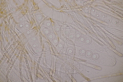 Lamprospora wrightii