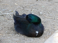 Anas platyrhynchos domesticus